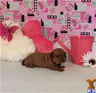 dachshund puppy posted by little paws kennel